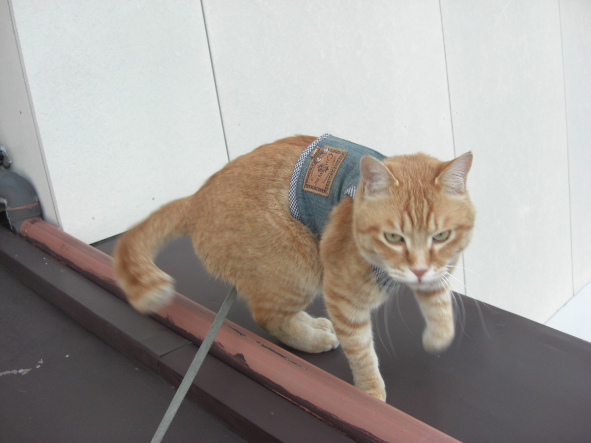 f:id:hanatanchobitan:20220305204933j:plain