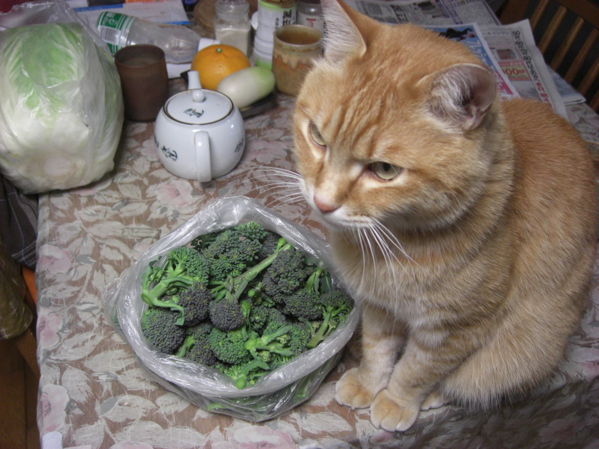 f:id:hanatanchobitan:20220305205313j:plain