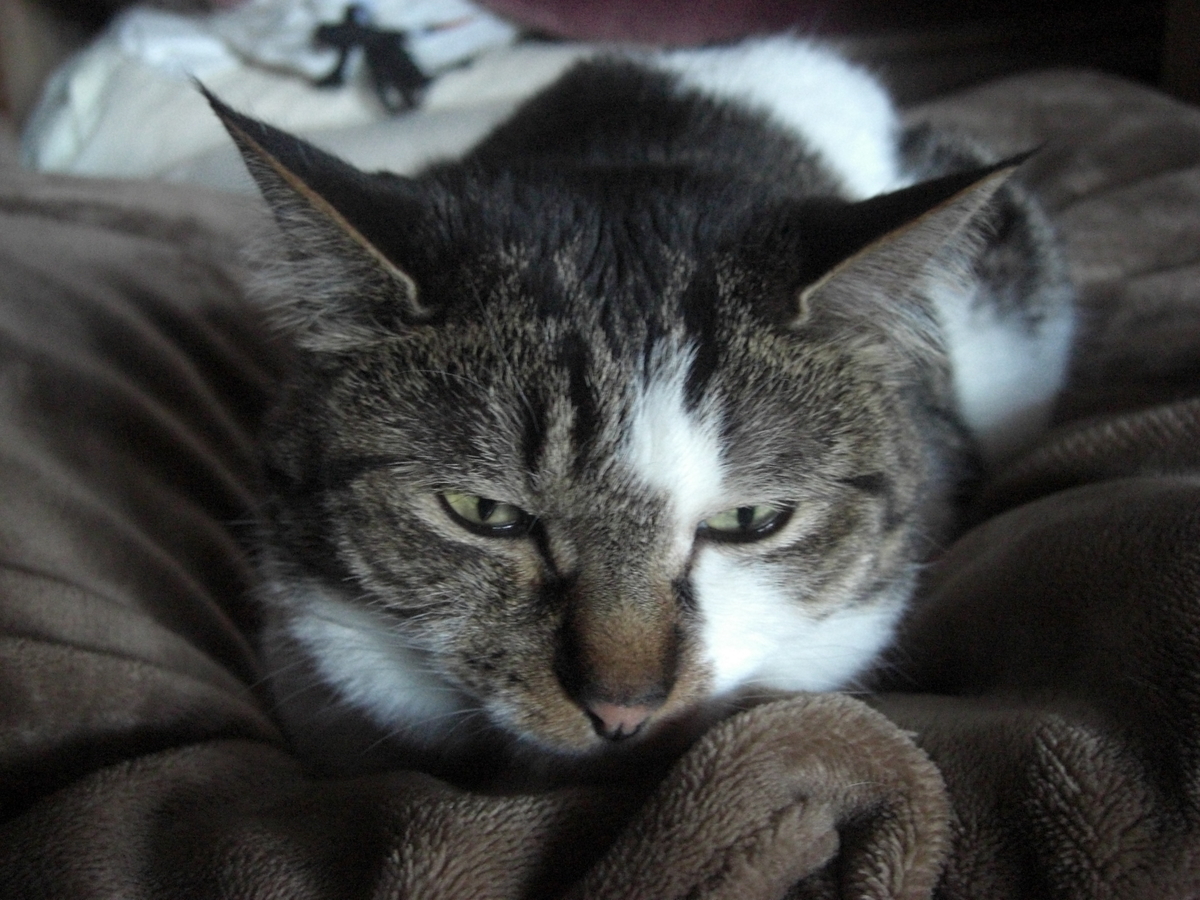 f:id:hanatanchobitan:20220315220017j:plain