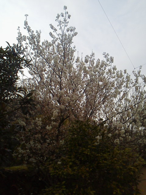 f:id:hanatanchobitan:20220317201029j:plain