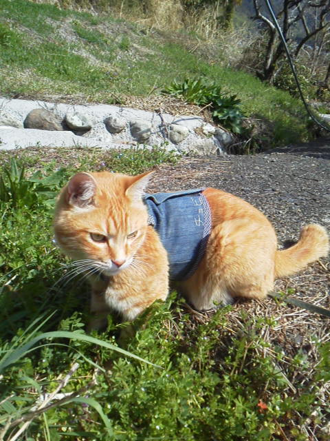 f:id:hanatanchobitan:20220317201209j:plain