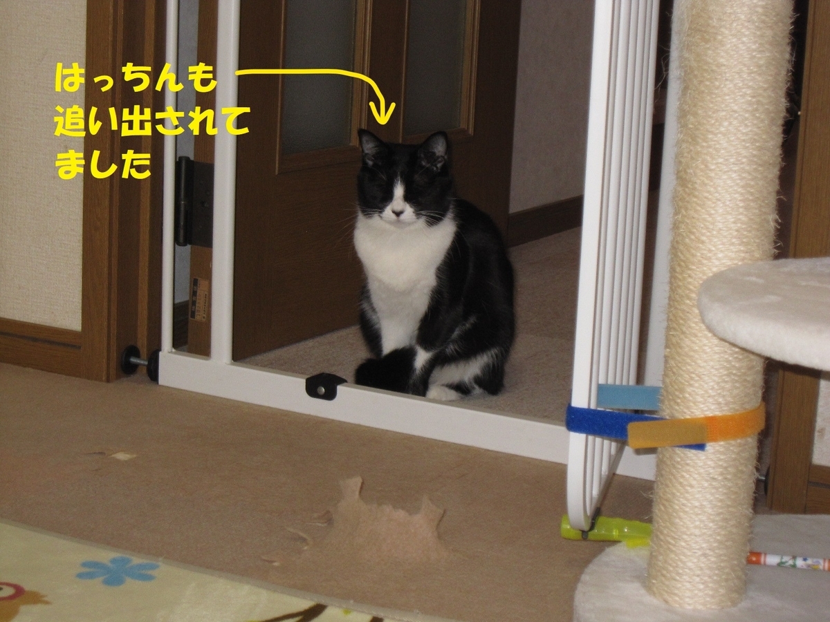 f:id:hanatanmama:20190418120031j:plain f:id:hanatanmama:20190418120031j:plain