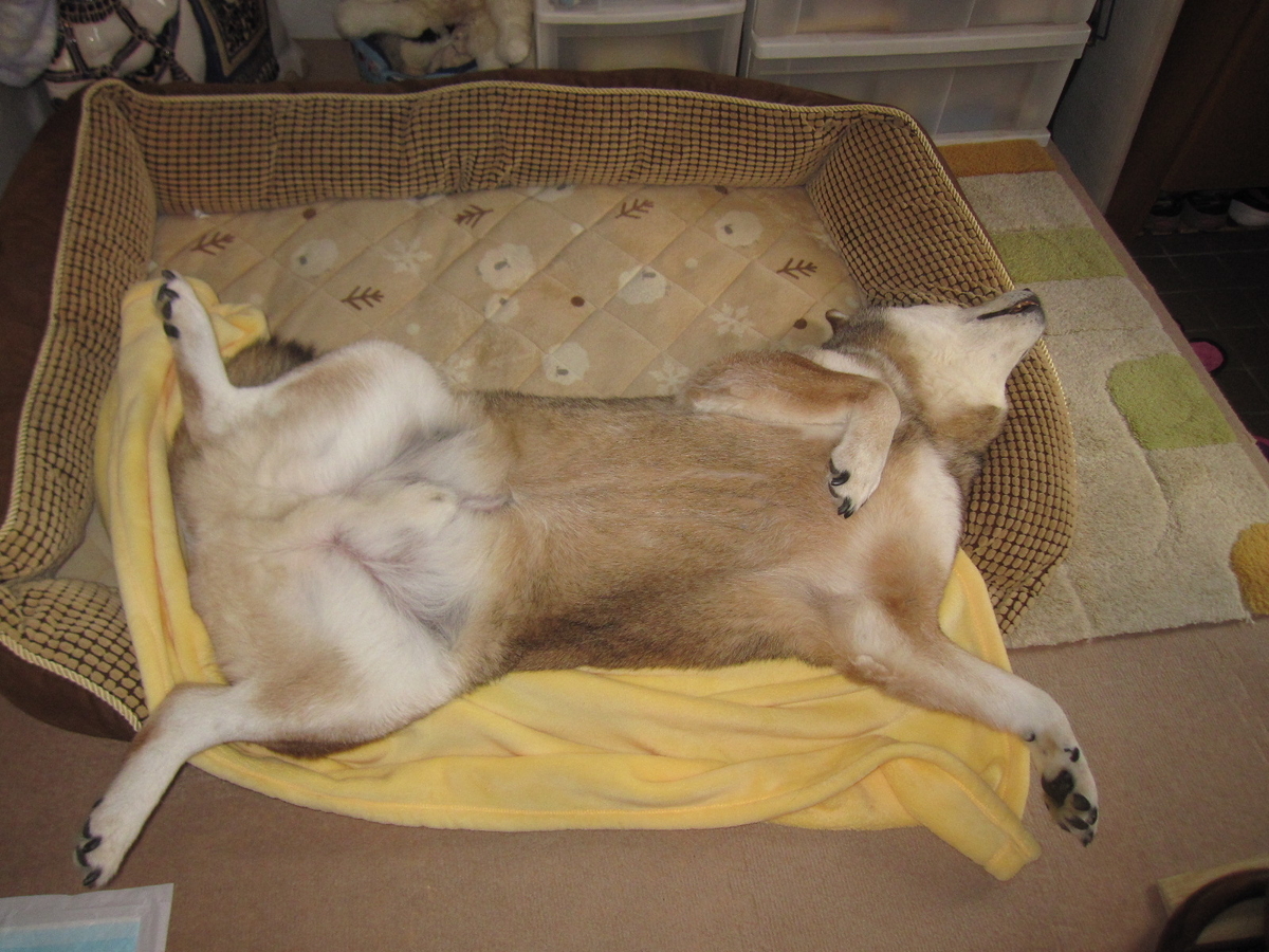 飼いならされた平和的な所有はどうやって証明できるのでしょうか?