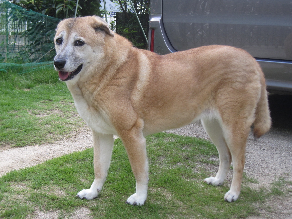 駄犬 - 華たんのぶろぐ