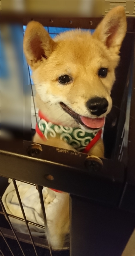 f:id:hanatara:20180627202441j:plain