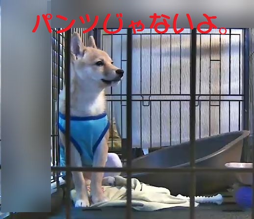 f:id:hanatara:20180629180128j:plain