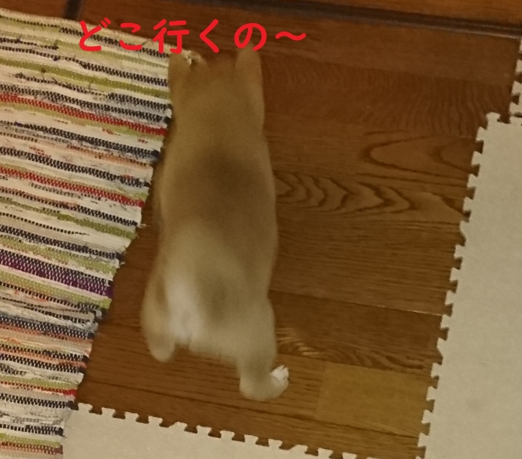 f:id:hanatara:20180704210904j:plain