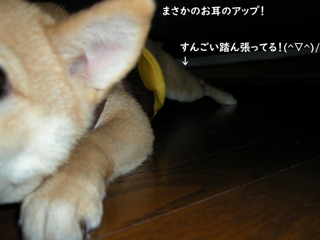f:id:hanatara:20180712204429j:plain