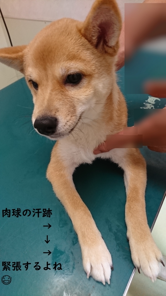 狂犬病ワクチン チク！だよ。 豆柴犬君たら！たら！たら！