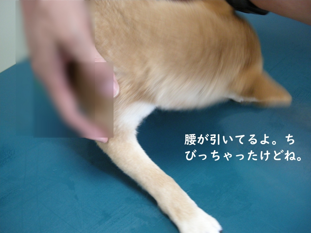 狂犬病ワクチン チク！だよ。 豆柴犬君たら！たら！たら！