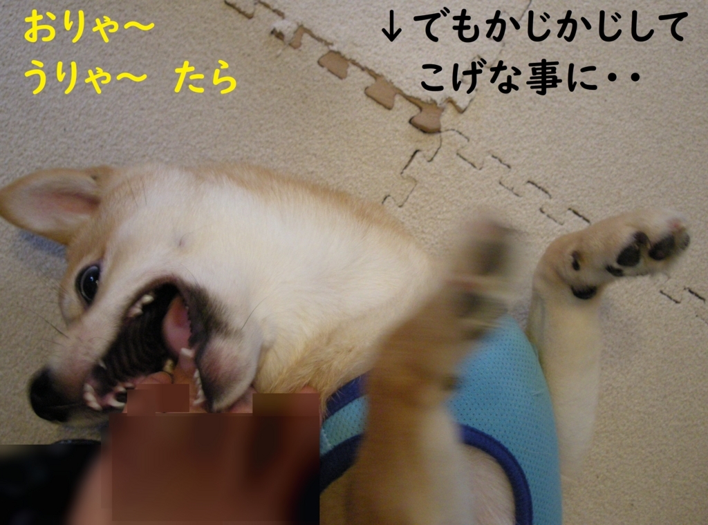 f:id:hanatara:20180730142506j:plain