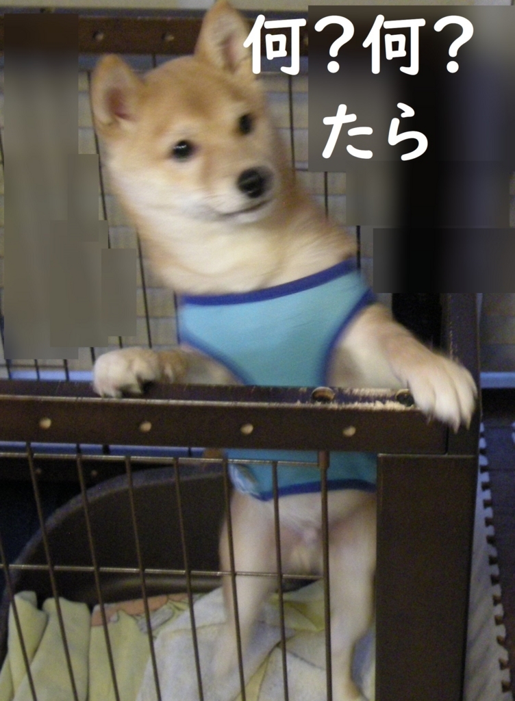 f:id:hanatara:20180803200633j:plain