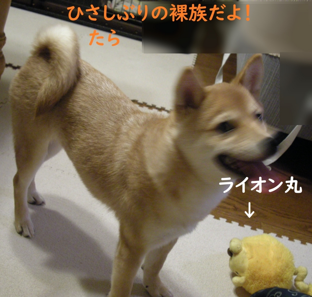 f:id:hanatara:20180808200537j:plain f:id:hanatara:20180808200537j:plain
