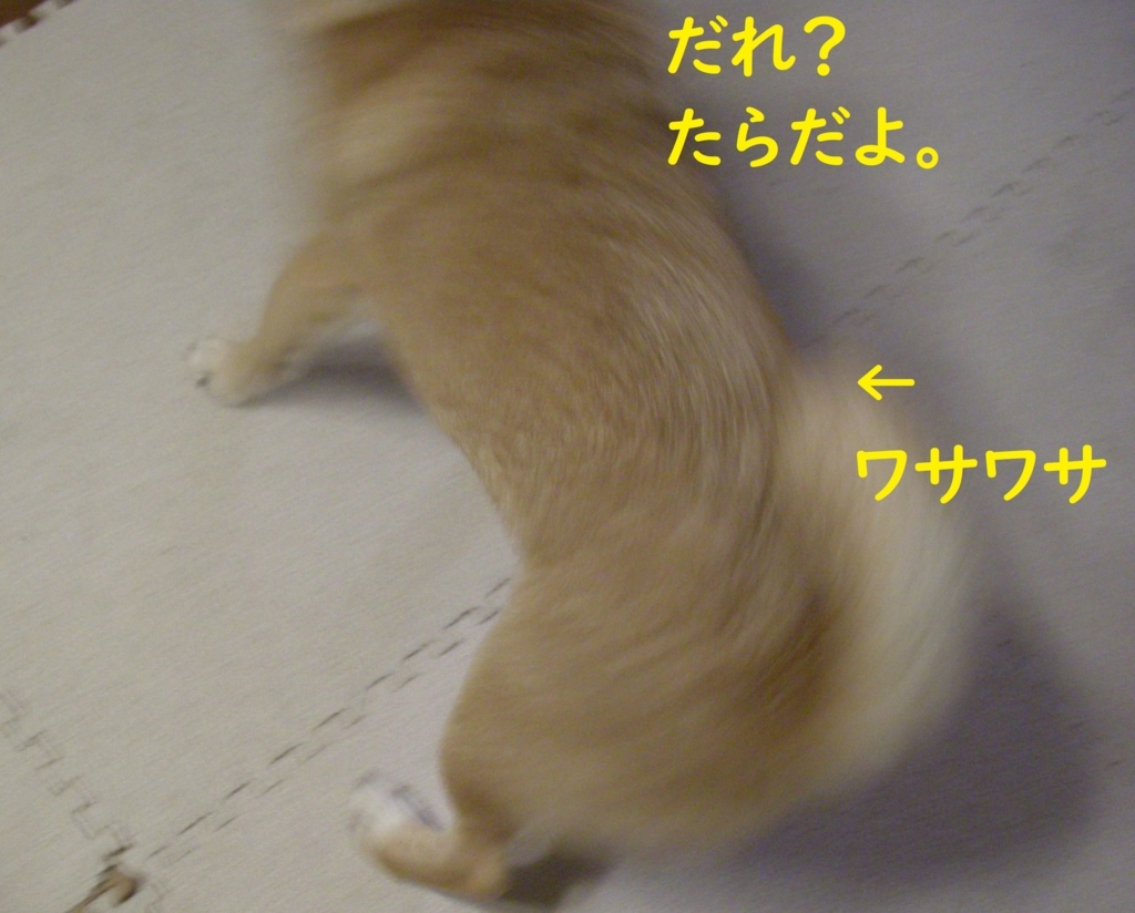 f:id:hanatara:20180808201802j:plain f:id:hanatara:20180808201802j:plain