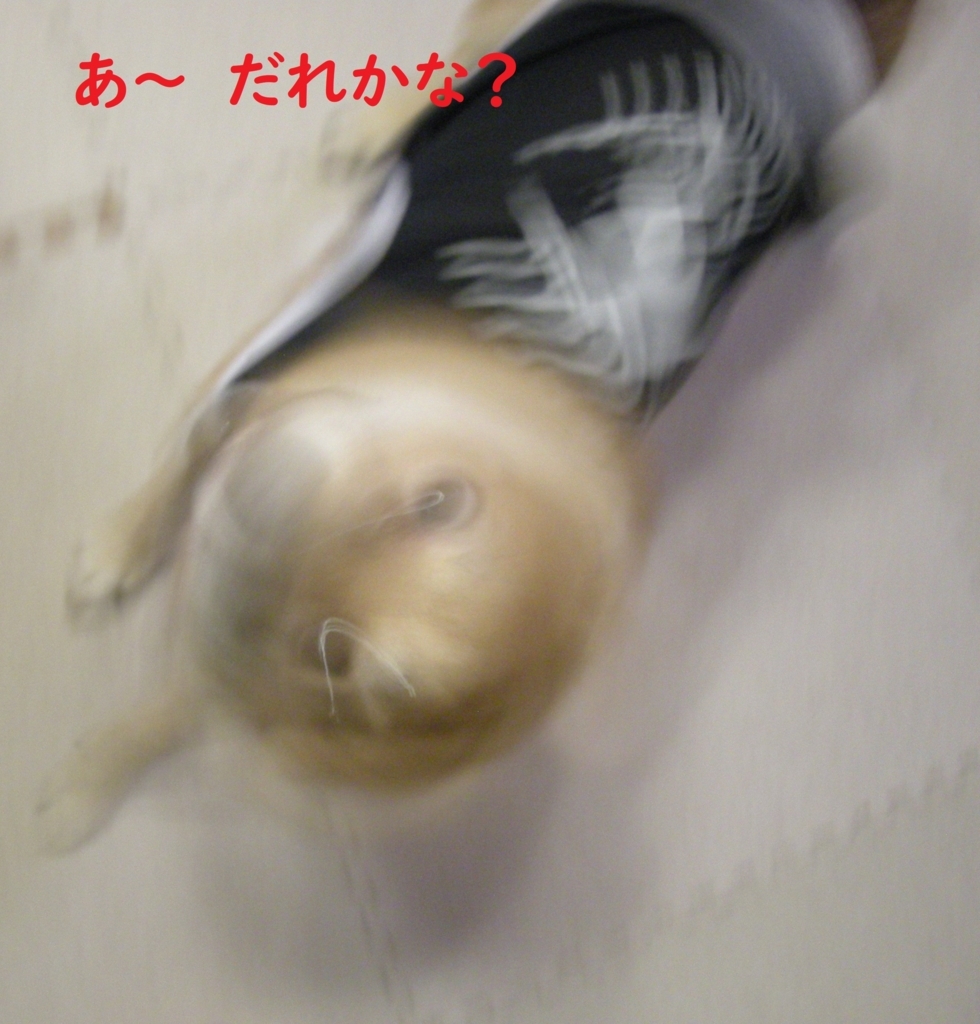 f:id:hanatara:20180809203058j:plain