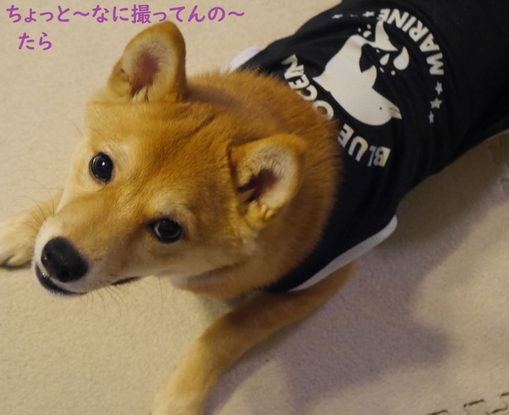 f:id:hanatara:20180810181024j:plain f:id:hanatara:20180810181024j:plain