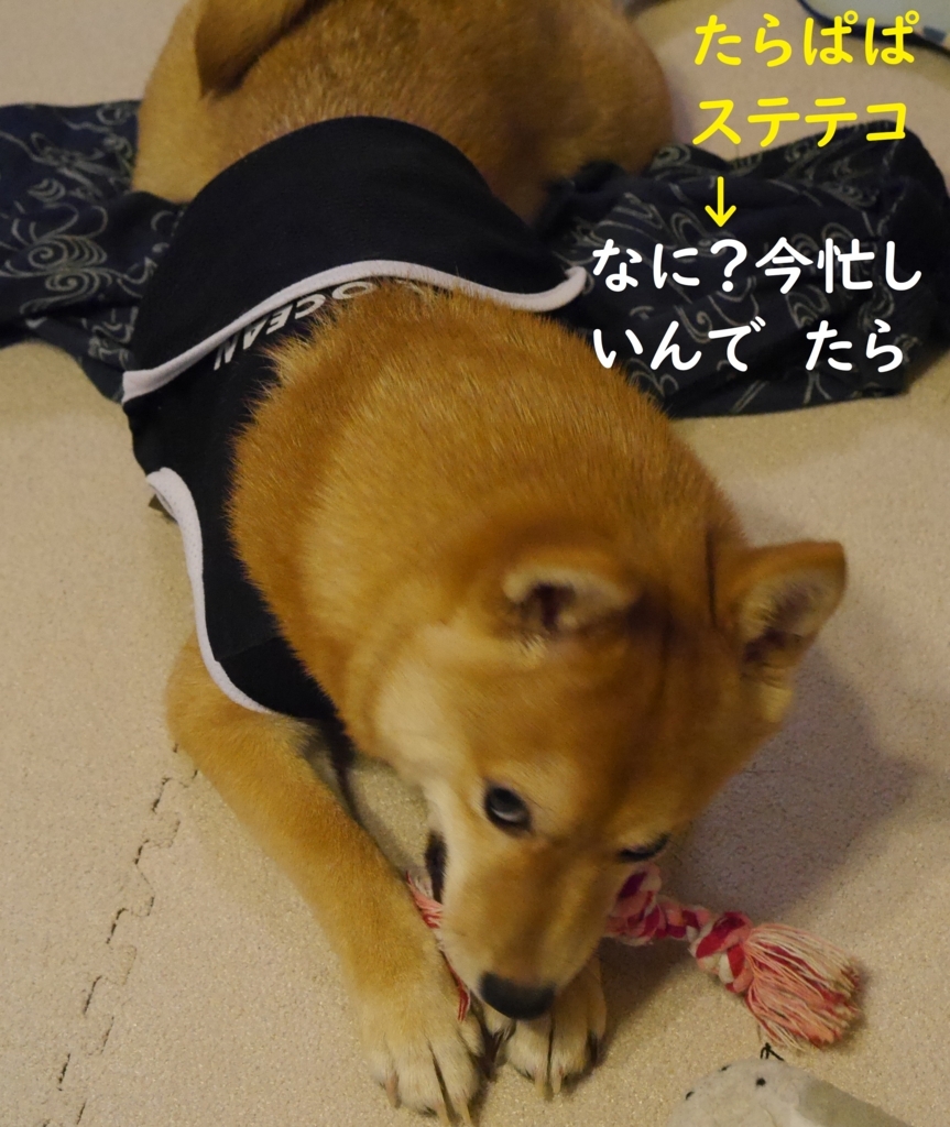 f:id:hanatara:20180811130206j:plain f:id:hanatara:20180811130206j:plain