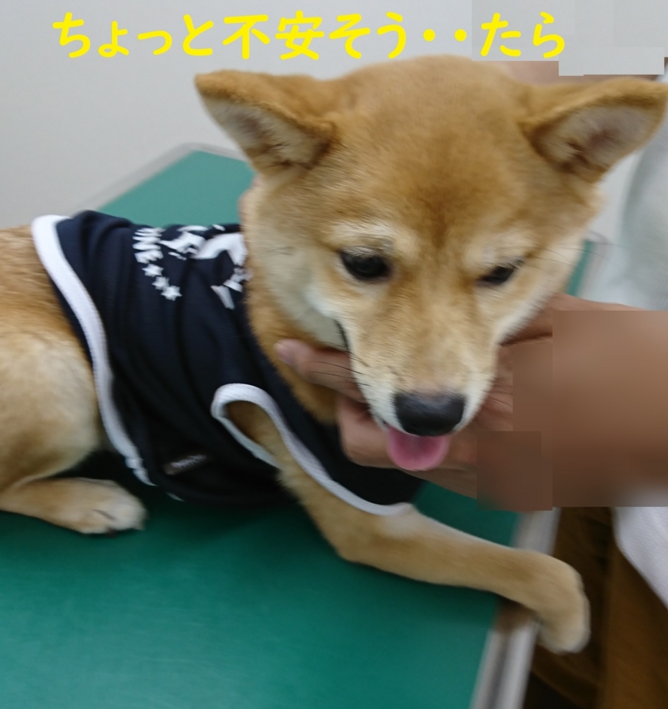 f:id:hanatara:20180811135755j:plain