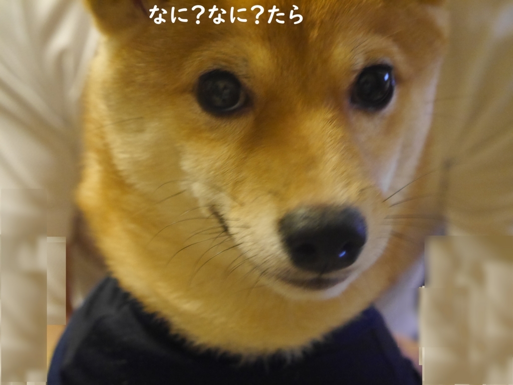 f:id:hanatara:20180811195126j:plain
