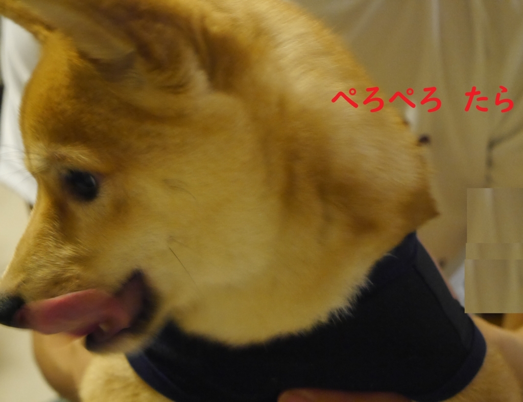 f:id:hanatara:20180811195516j:plain