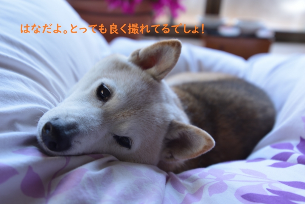 f:id:hanatara:20180813202959j:plain