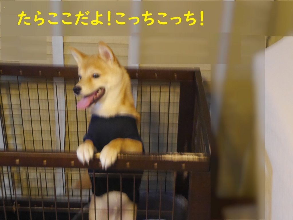 f:id:hanatara:20180815201022j:plain f:id:hanatara:20180815201022j:plain