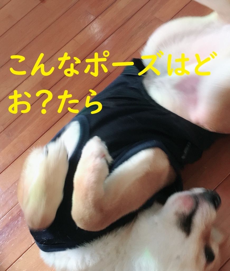 f:id:hanatara:20180815202658j:plain f:id:hanatara:20180815202658j:plain