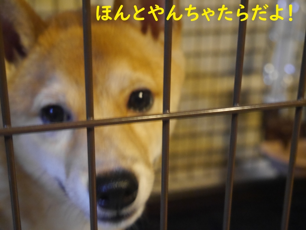 f:id:hanatara:20180815204509j:plain
