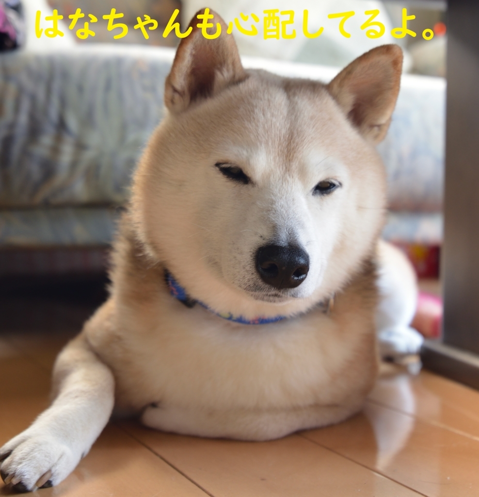 f:id:hanatara:20180817210525j:plain