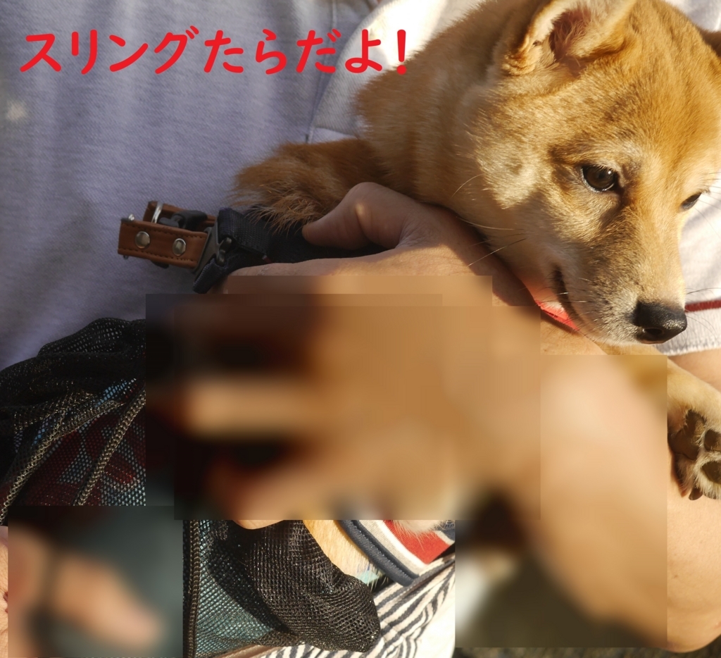 f:id:hanatara:20180818191851j:plain f:id:hanatara:20180818191851j:plain