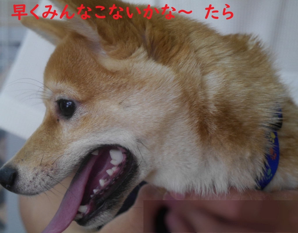 f:id:hanatara:20180819151626j:plain