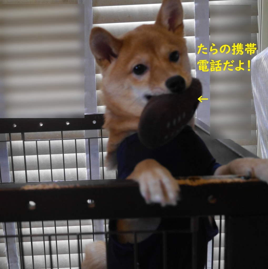 f:id:hanatara:20180819152436j:plain