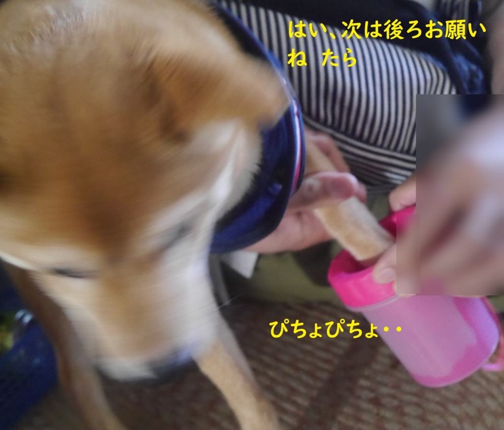 f:id:hanatara:20180821203526j:plain