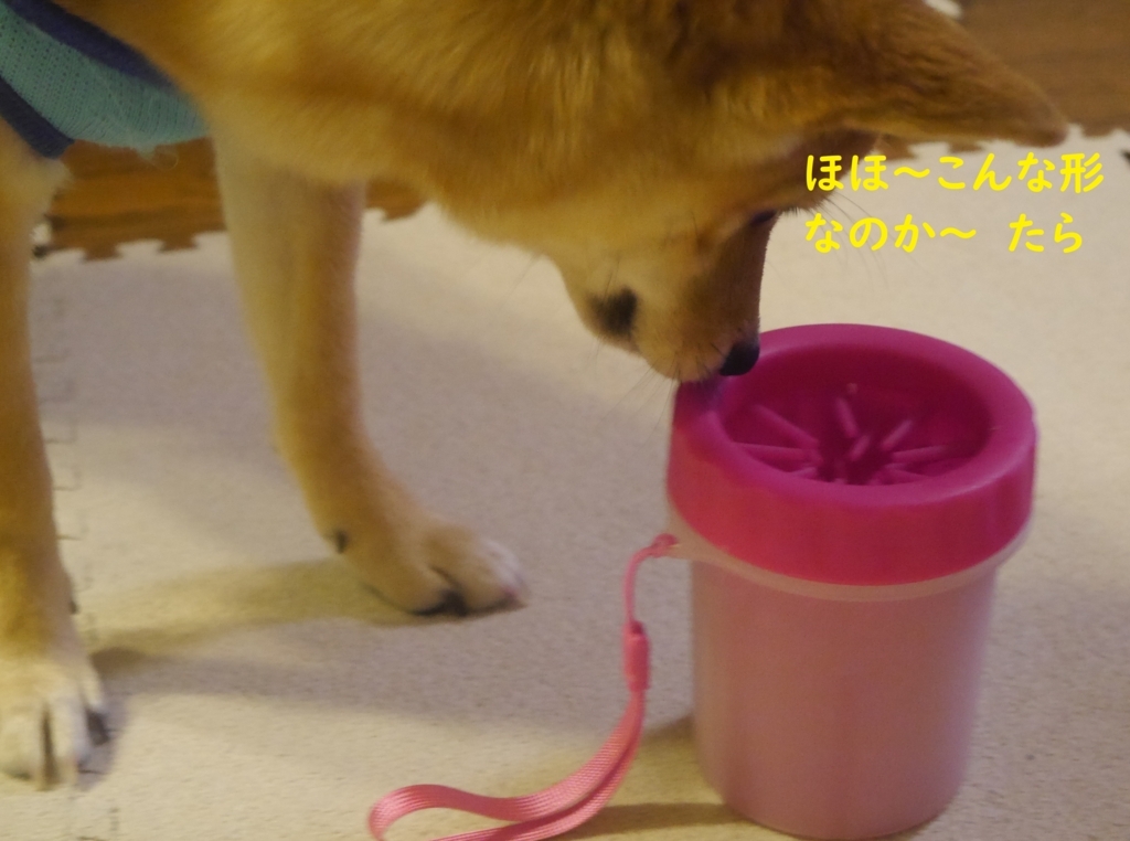 f:id:hanatara:20180821204101j:plain