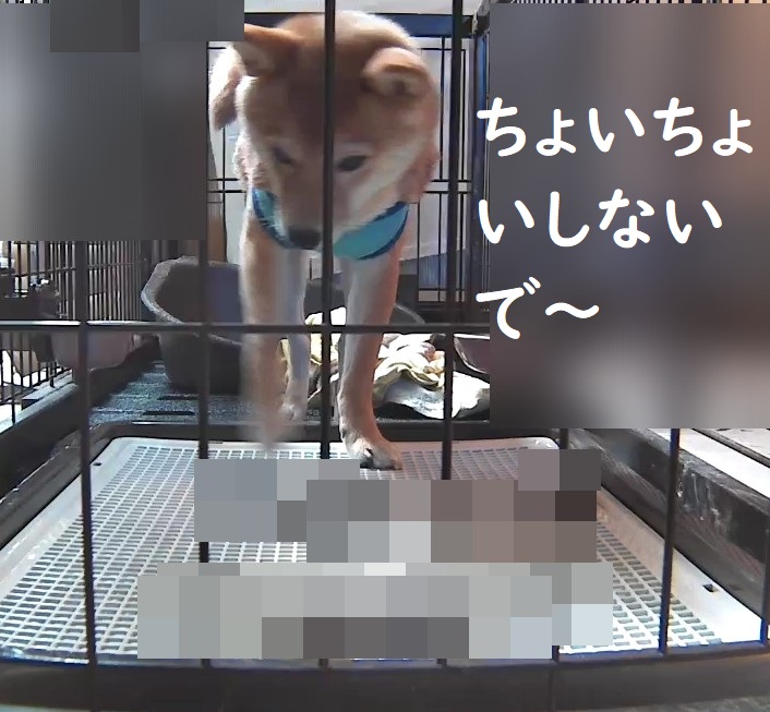f:id:hanatara:20180821211029j:plain