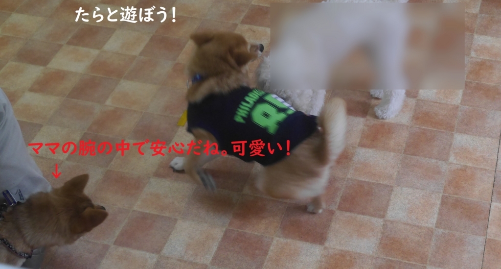 f:id:hanatara:20180821211357j:plain