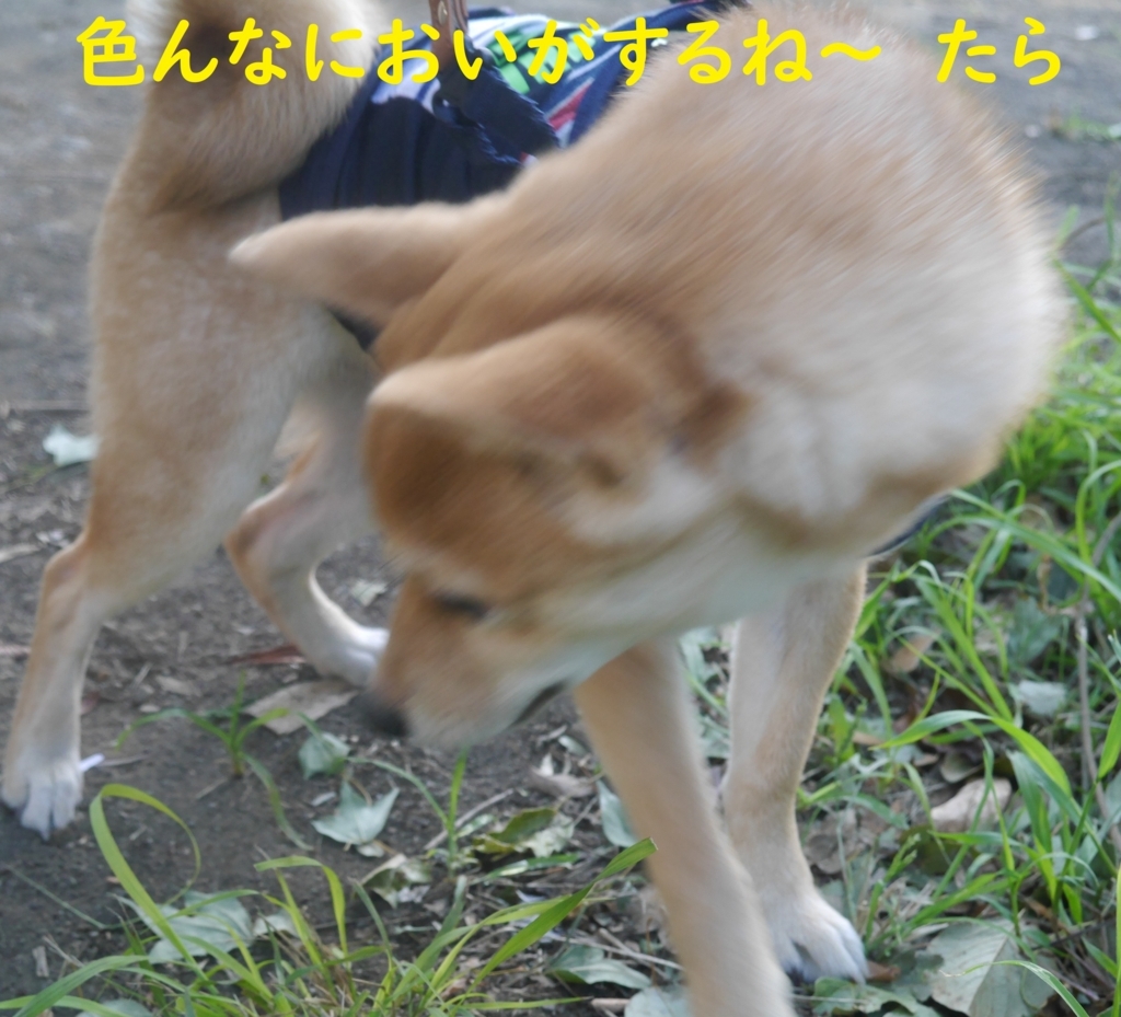 f:id:hanatara:20180822192557j:plain