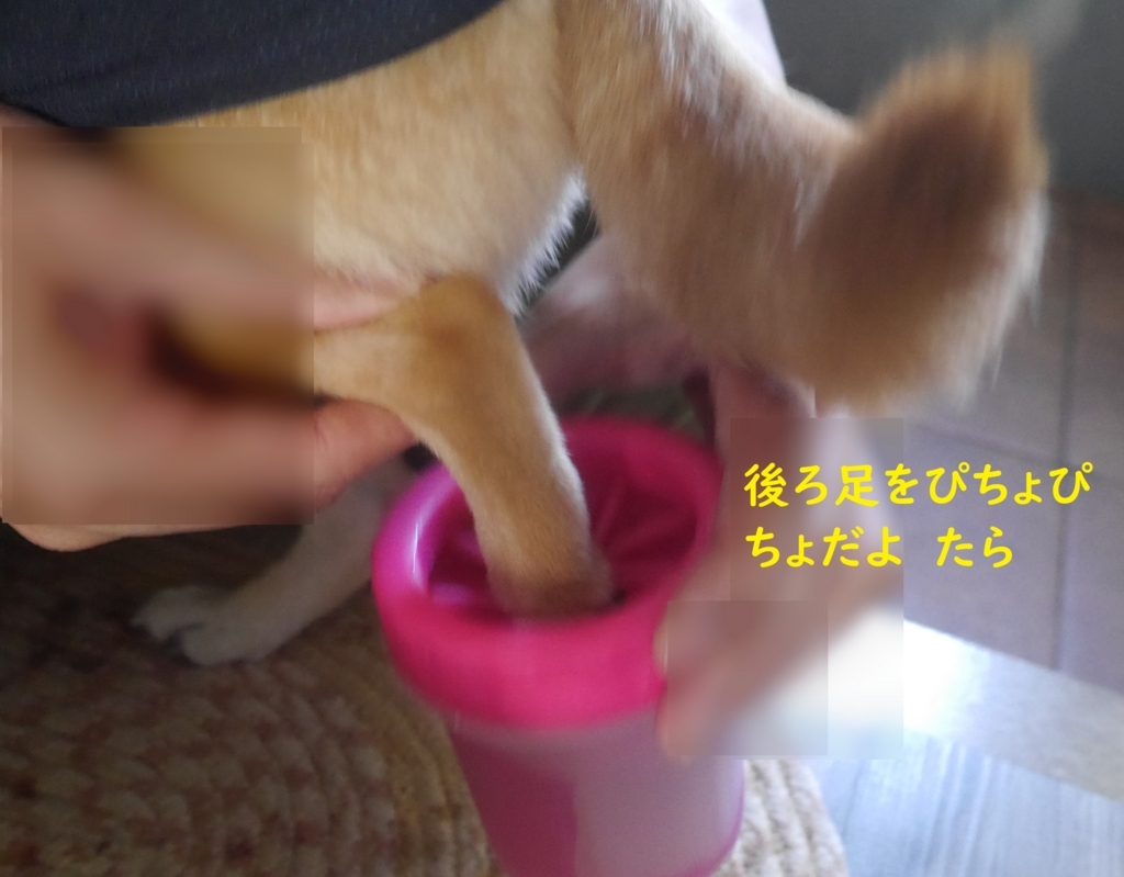 f:id:hanatara:20180822193718j:plain