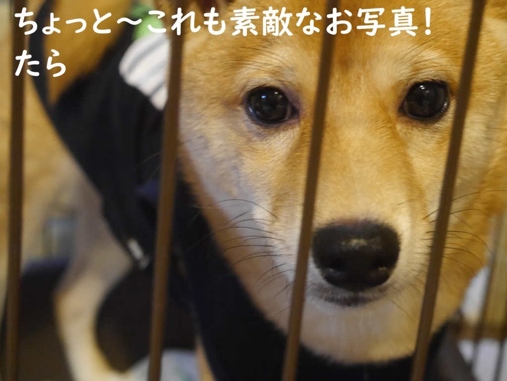 f:id:hanatara:20180823200406j:plain