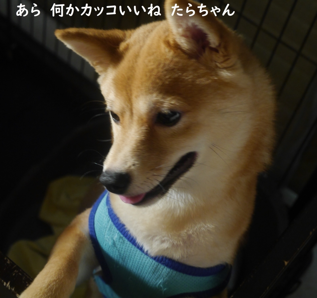 f:id:hanatara:20180823204941j:plain