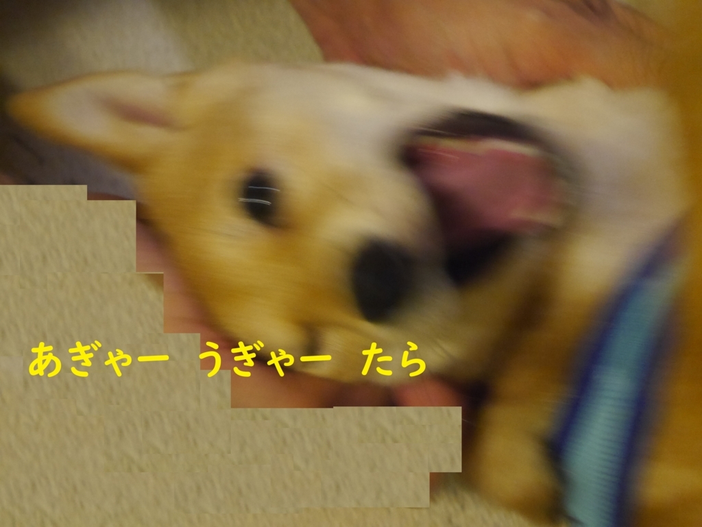 f:id:hanatara:20180824212901j:plain