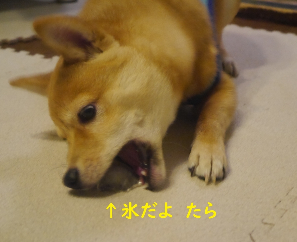 f:id:hanatara:20180825081733j:plain