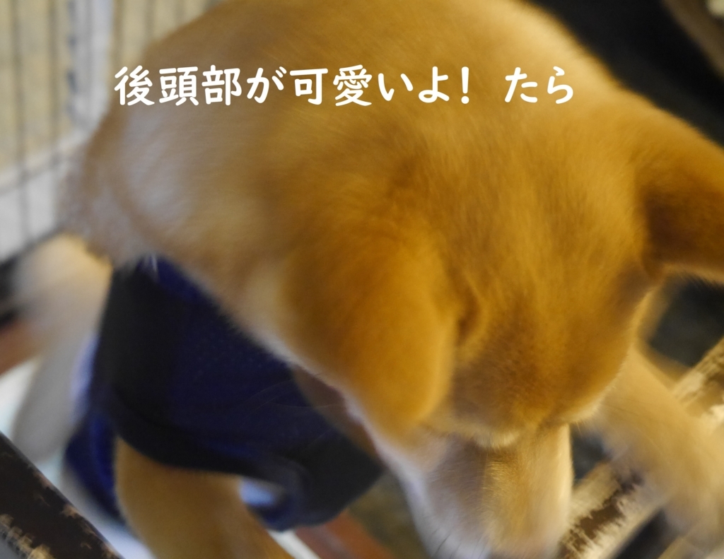 f:id:hanatara:20180825082150j:plain