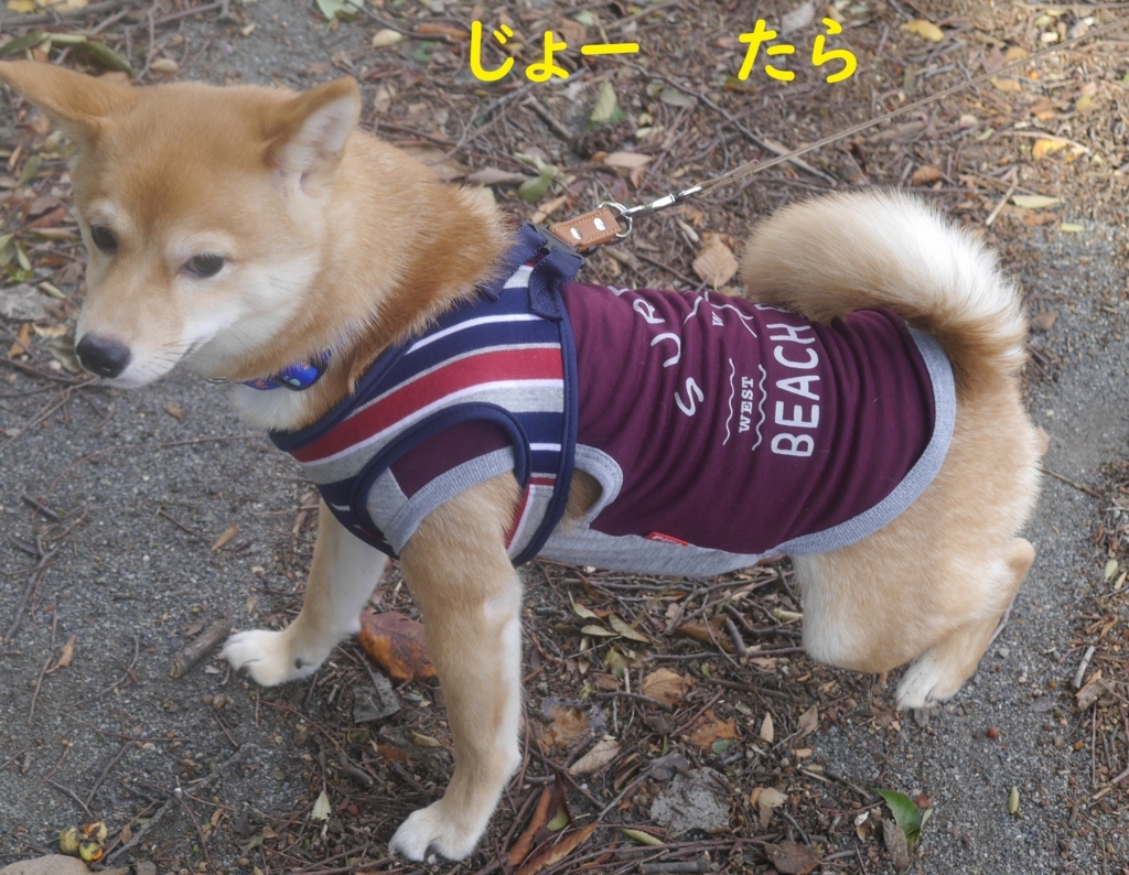f:id:hanatara:20180826083641j:plain