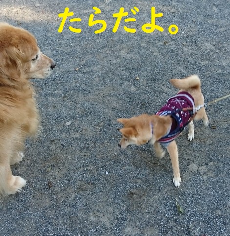 f:id:hanatara:20180826110737j:plain