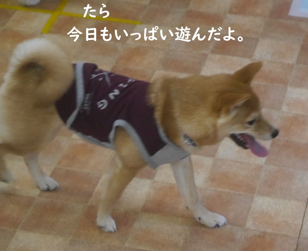 f:id:hanatara:20180826155201j:plain f:id:hanatara:20180826155201j:plain