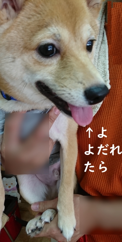 f:id:hanatara:20180828194946j:plain