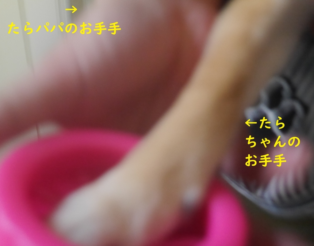 f:id:hanatara:20180830200709j:plain