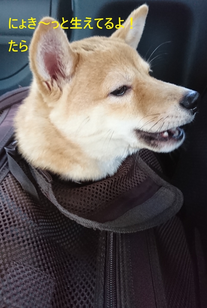 f:id:hanatara:20180830201101j:plain