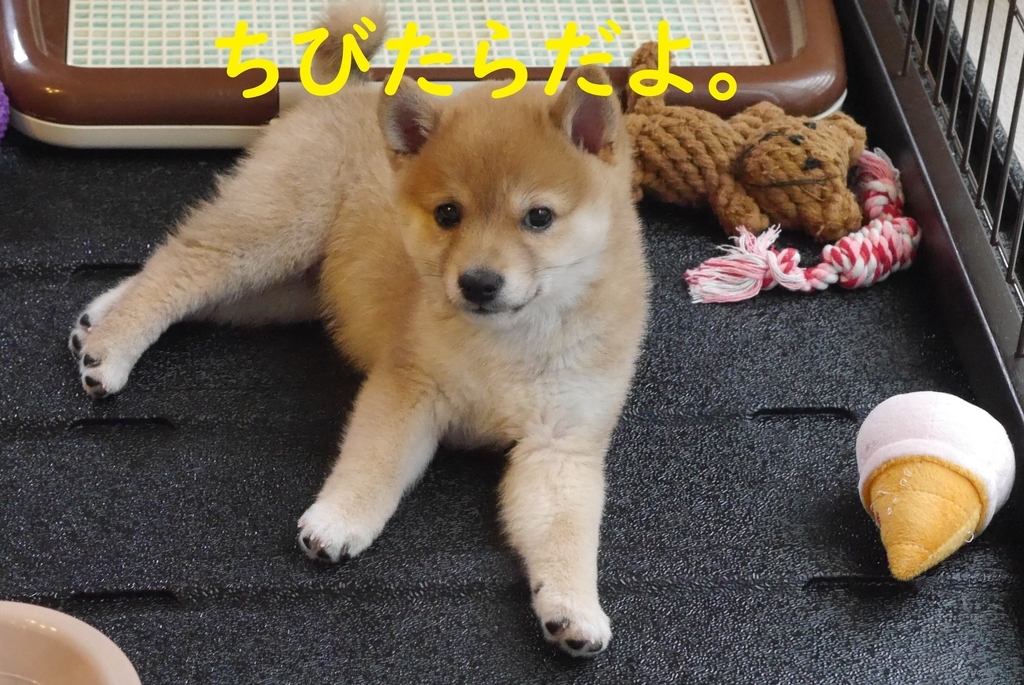 f:id:hanatara:20180831190218j:plain